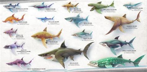 《饥饿鲨：世界》鲨鱼介绍_资讯_360游戏