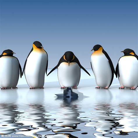 海洋馆——企鹅篇|摄影|动物|一笑而过293 - 原创作品 - 站酷 (ZCOOL)