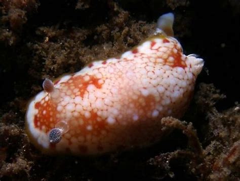 摄影师深海探秘 惊艳海洋生物美得不可思议 - 图片频道 - 华夏小康网