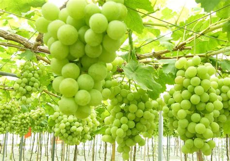 最常见的十个红葡萄品种 - 知乎