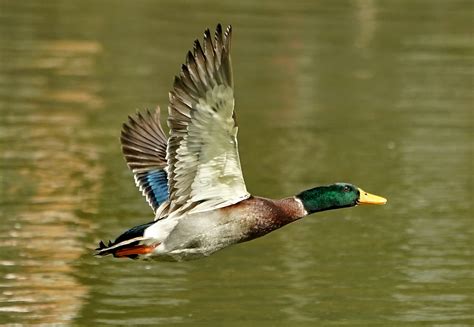绿头鸭-兰州鸟类-图片