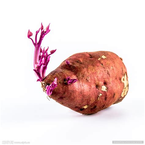 生红薯发芽后可以食用吗 - 学堂在线健康网