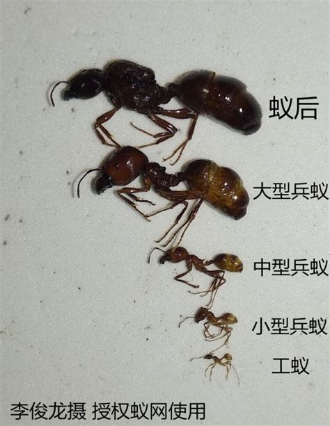 盘点十大最凶猛的蚂蚁：子弹蚁第一，行军蚁第二(3)_巴拉排行榜
