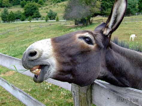 摄影自然护栏上吃草的毛驴背景图片免费下载 - 觅知网