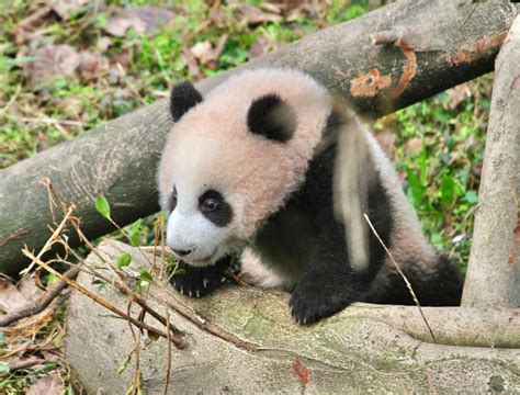 大熊猫“莽仔”的幺儿有名字啦！叫“莽灿灿”