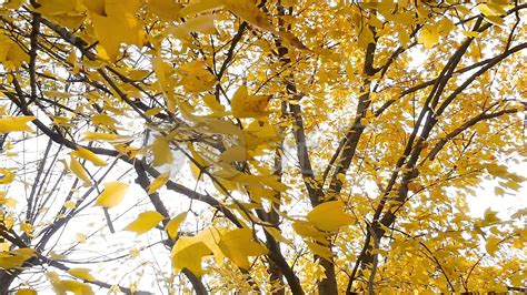 秋意浓，让我们捡几片树叶来一场叶子的华丽变身吧_叶脉书