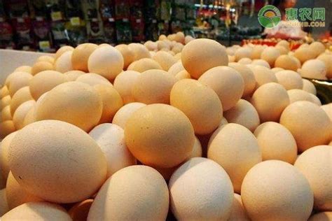 2月鸡蛋价格多少钱一斤？