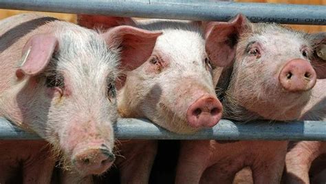 猪价连涨止步，二育“降温”，猪价为何走低？农业资讯-农信网