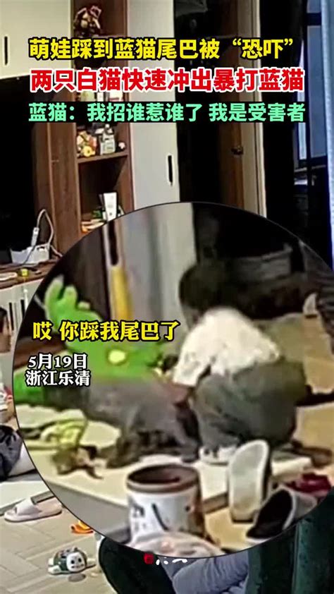 萌娃踩到蓝猫尾巴被“恐吓”，两只白猫快速冲出暴打蓝猫|萌娃|暴打_新浪新闻