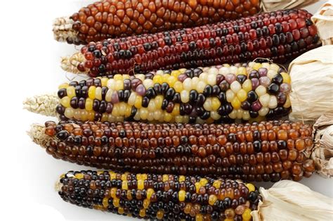 玉米：古印第安人的“灵魂”