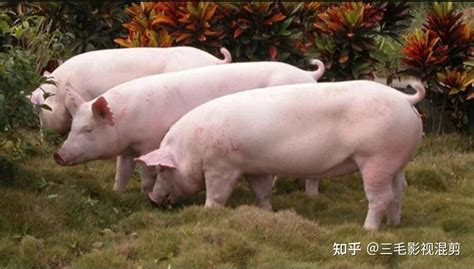 秋季猪肉价格多少钱一斤？ - 惠农网