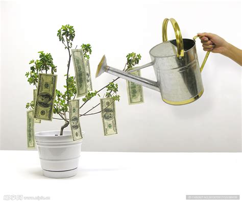 摇钱树怎么养好 摇钱树的养殖方法和注意事项_爱花网