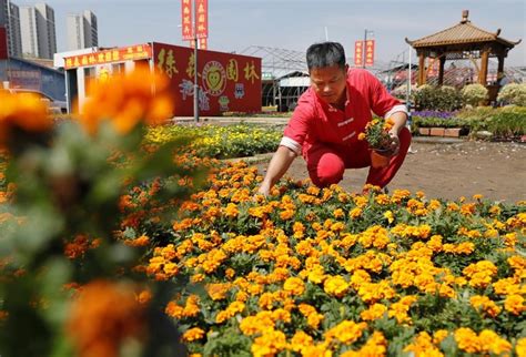 苗木花卉筑起肥西县产业升级绿色风景线 - 新闻热点 - 安企在线-中国企业网