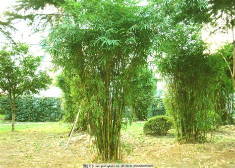 盆栽竹子种类及图片-园林杂谈-长景园林网