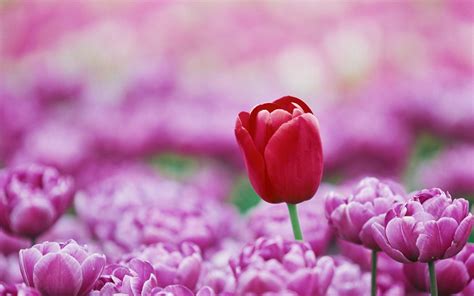 世界上十大最漂亮的花（全球最漂亮罕见的十种花）-临渡百科