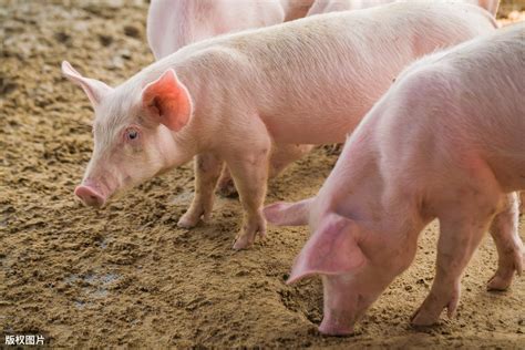 速看！猪价或迎来史上最强上涨周期-北京傲普生物科技有限公司