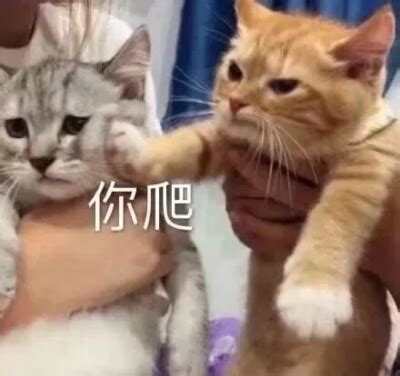 草尼玛表情包图片