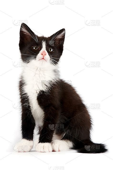 一只成年黑白相间的欧洲猫的肖像高清摄影大图-千库网