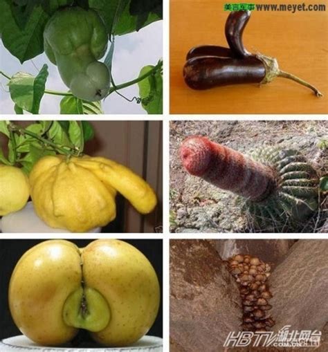 女性生值器图片