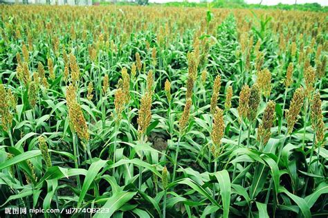 农作物水稻摄影图高清摄影大图-千库网