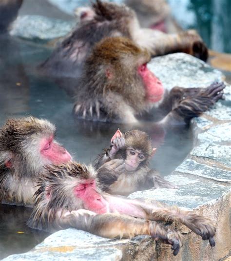 日本猴子又在泡温泉啦！边泡边吃烤红薯太惬意