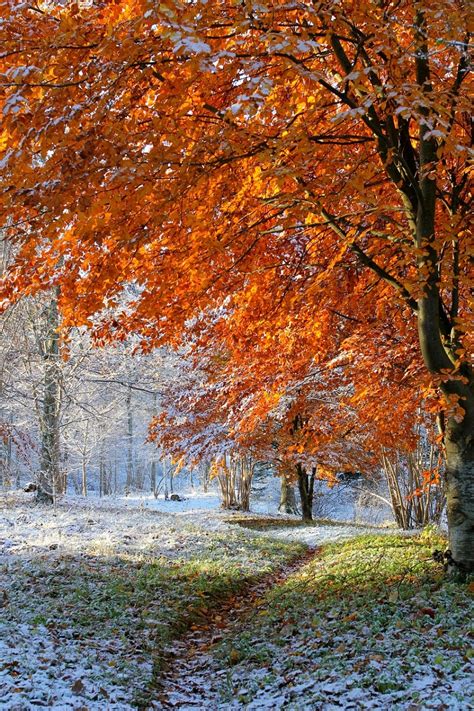 秋天的树林里秋意浓浓高清图片下载-正版图片501043084-摄图网