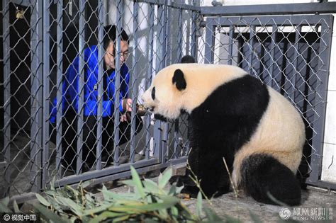 2015年新生熊猫宝宝首次亮相 酣睡姿态萌翻一片_海南频道_凤凰网
