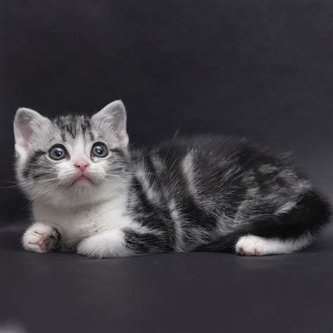 美短猫图片