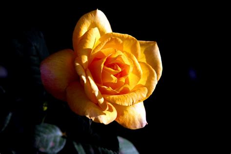 玫瑰种子如何种植？玫瑰的种植方法和时间-园林杂谈-长景园林网