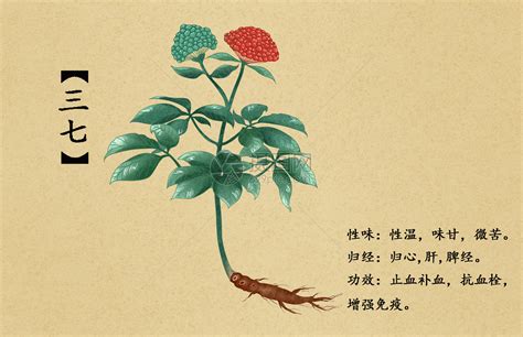 三七草图片