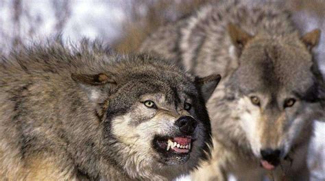 世界上最厉害的三种狼，西北狼实力不可小觑_巴拉排行榜