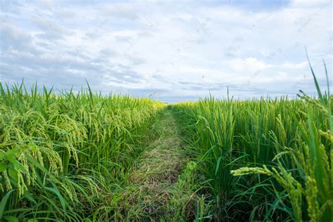 路上的稻田和村庄就是风景|稻田|图库|飞燕_新浪新闻