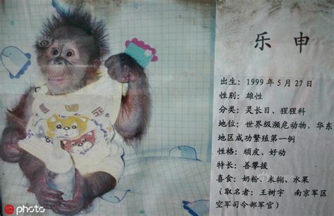 南京会画画的红猩猩“乐申”意外离世_新浪图片