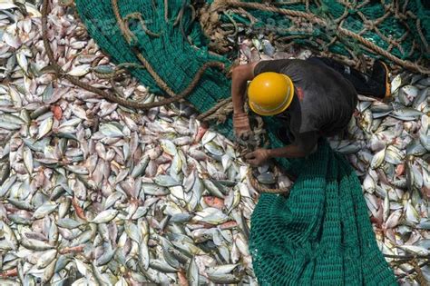 触目惊心！全球80%的渔业资源枯竭，海洋在2048年将会被掏空？_金枪鱼