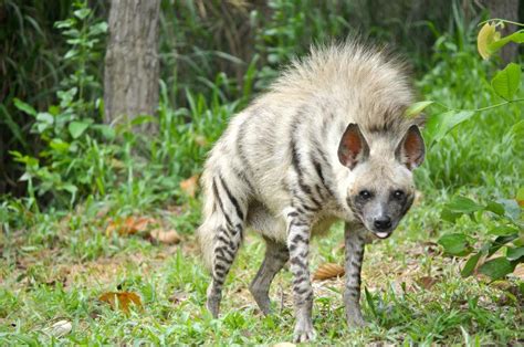 斑鬣狗(鬣狗科)-非洲动物-图片