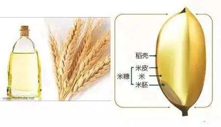 米糠油加工技术（上）_含量