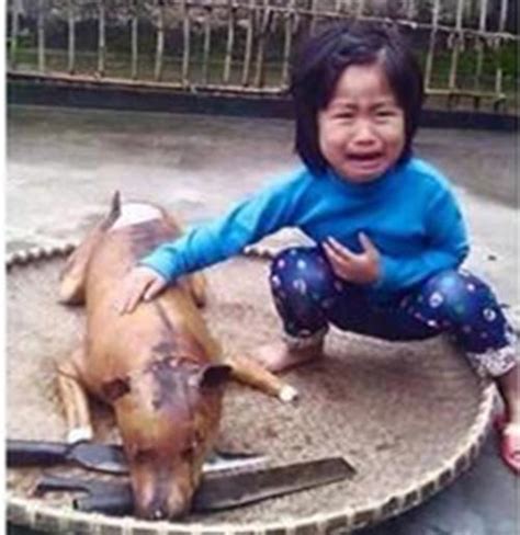 这只中国流浪狗火遍全世界 小狗Gobi的逆袭故事