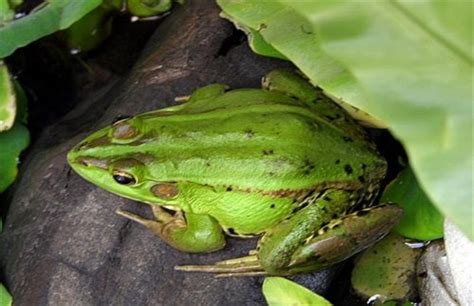 青蛙有几种种类（青蛙有几种种类不能吃的那种）_生活百科