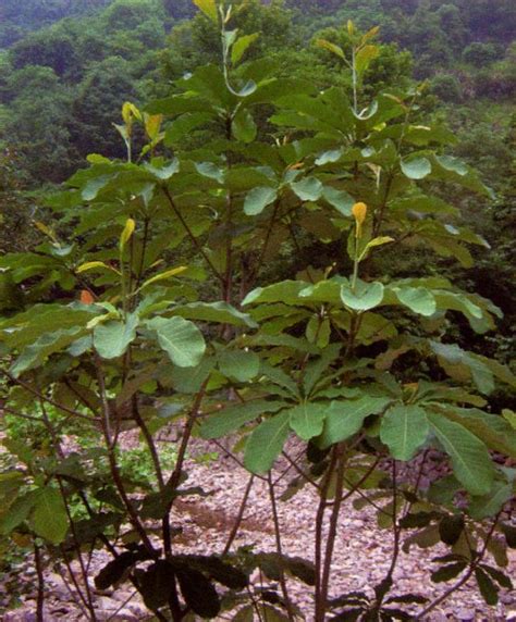 厚朴-玉环木本植物-图片