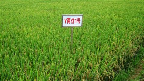 超级杂交稻“国稻6号”高产制种技术获突破_中国水稻研究所