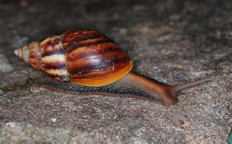蜗牛和蛞蝓在进化上有没有关系呀？ - 知乎