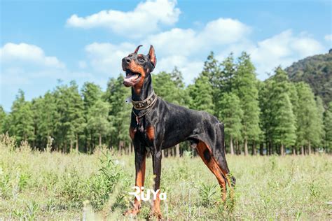 杜宾犬价格多少钱一只（纯种杜宾犬的品相特征） - 胖萌舍宠物网