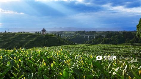 雅安名山中峰茶叶基地 图片 | 轩视界