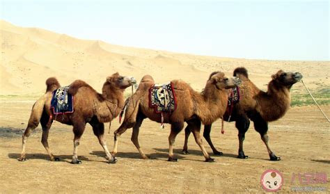 骆驼的驼峰里面主要储存的是什么（骆驼的驼峰有什么用处） - 米圈号