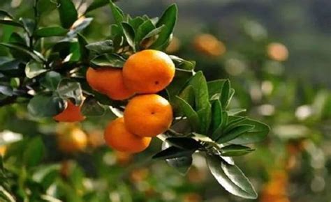 前景最好的柑橘新品种有哪些-柑桔人管家