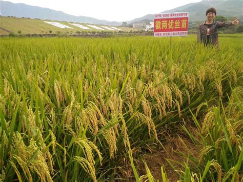 早稻优质高产的品种有哪些？ - 惠农网