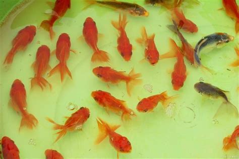 家养的金鱼怎么繁殖（金鱼繁殖方法和注意事项） - 胖萌舍宠物网