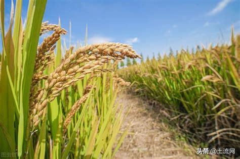 高产早熟水稻前十名的品种 - 惠农网