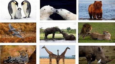 动物种类100种图片 动物种类图片大全(3)_配图网