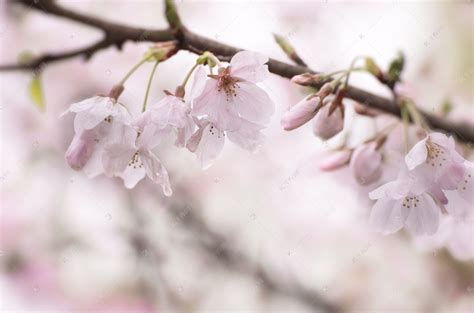 雨中的樱花， 乌龟潭的樱己经到尾期了，杭州樱花浪漫季